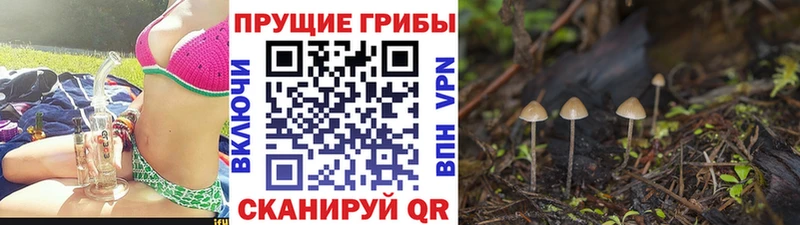 купить наркотики сайты  Новокубанск  Галлюциногенные грибы Psilocybine cubensis 